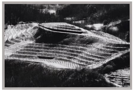 Elio Ciol (1929)
Viti come disegni, Ramandolo, 2005