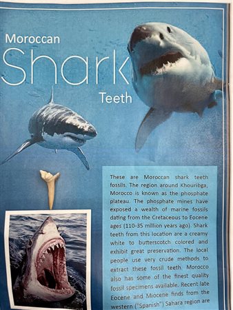 Moroccan Shark Tooth fossil