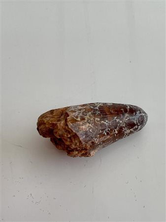 Genuine Spinosaurus tooth