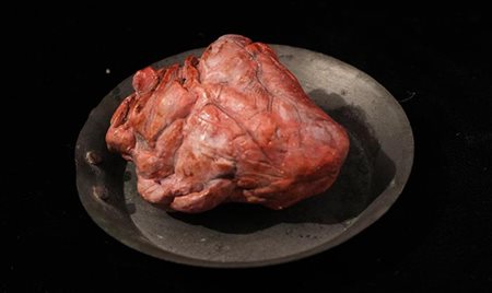 Cuore di animale