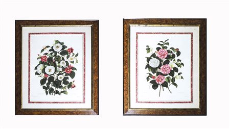 CAMELIE coppia di litografie inglesi, in cornice cm 60x35 CAMELLIAS, A PAIR...