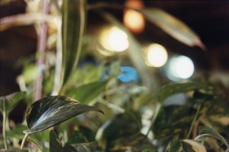 PAOLA DE PETRI Senza titolo, 1993 Foto su carta, cm 20x30