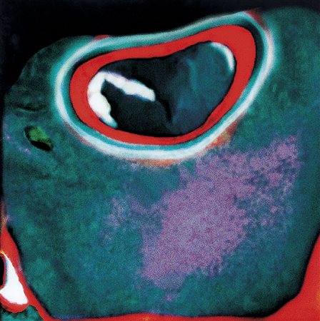 KUERT BEAT Zurigo 1946La carnivora 2005fotografia a colori riportata su...