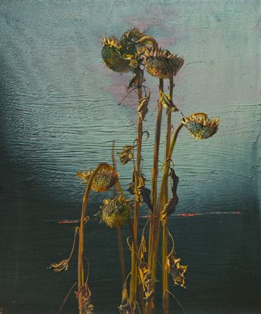 Mario Madiai (Livorno 1944) GIRASOLI D'AGOSTO Olio su tela, cm. 120x100 Firma...