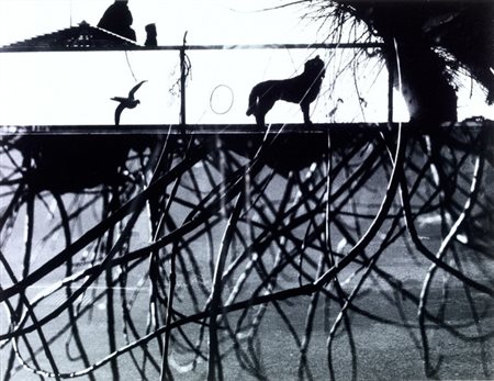Mario Giacomelli (Senigallia 1925- 2000) SENZA TITOLO stampa alla gelatina...