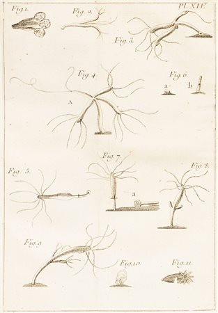 Zoologia - Baker, Henry Essai sur l'histoire naturelle du polype, insecte...