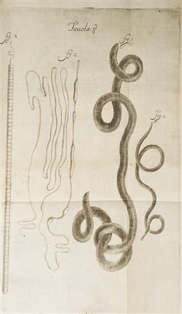 Redi, Francesco Osservazioni...intorno agli animali viventi che si trovano...