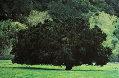 Frank Horvat (b. 1928) Arbre dans une prairie, from the series “Portraits of...