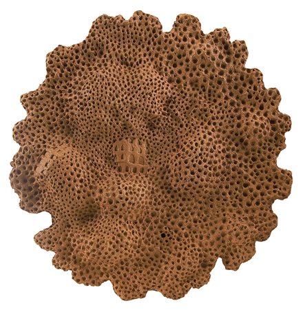 MAINOLFI LUIGI Rotondi (Av) 16/02/1948Bosco, 2004terracotta su tavola...