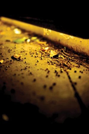 Tim Ritchie Australia n.d Under a Surry Hills bench 2015 Fotografia 40x60