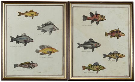 Coppia di incisioni a colori del sec. XIX raffiguranti pesci (cm 35x27) In...