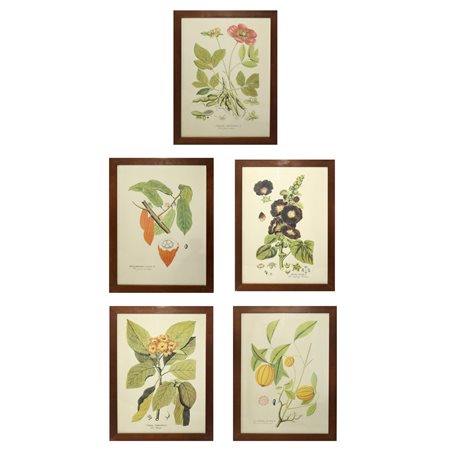 N° 5 Stampe con fiori e frutti