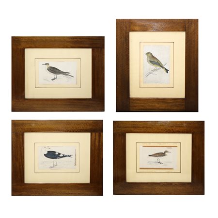 N°4 Stampe raffiguranti volatili, 19° secolo