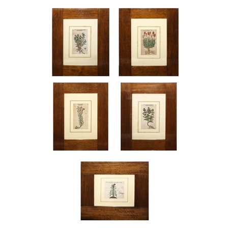 N° 5 stampe con piante , 18° secolo