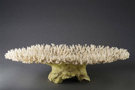 Grande madrepora monocroma nei toni del bianco Large white madrepore