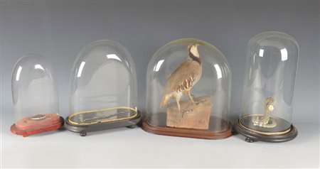 Lotto di quattro teche in vetro con basi in legno contenenti un volatile ed...