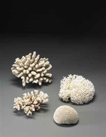 Lotto composto da quattro madrepore diverse Lot comprising four madrepores