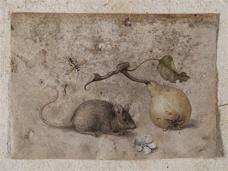 Maestro fiammingo del XVIII secolo "Topolino con pera" tempera su pergamena...