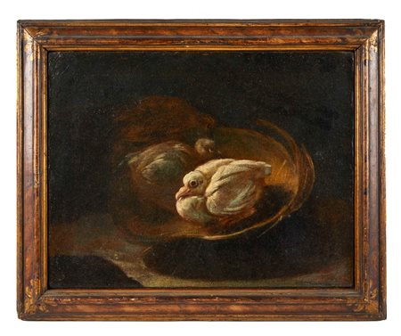 Felice Boselli (attribuito a) (Piacenza, 1650 - Parma, 1732) 
"Piccioni" 
 Cm 35x50