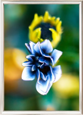 Inna Etuvgi, "Margherite Danzanti", 2024, stampa Gicleè su carta Canson Fine...