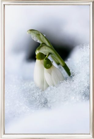 Inna Etuvgi, ”Dopo l'Inverno Arriva la Primavera", 2024, stampa Gicleè su...