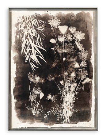 JOAN FONTCUBERTA (1955) - Daucus Carota, 1992