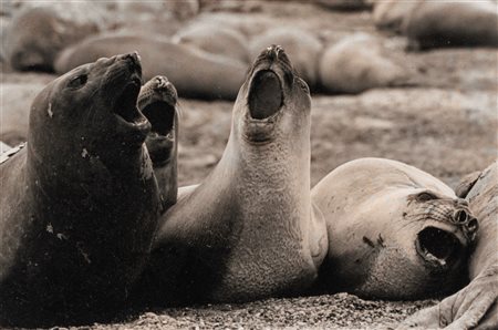 Elliott Erwitt (1928 - 2023)  - Peninsula Valdes, Argentina, 2001
