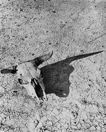 Arthur Rothstein (1915 - 1985)  - Bleached Skull of a Steer, South Dakota, 1936