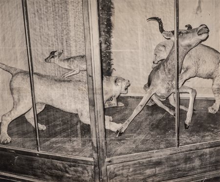 Jacopo Benassi (1970)  - Museo della Scienza Reggio Emilia, 2014