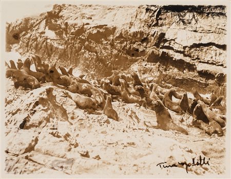 Tina Modotti (1896 - 1942)  - Senza titolo (Foche), 1930s/1940s