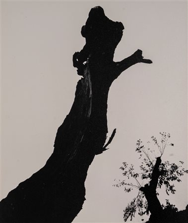 Paolo Monti (1908 - 1982)  - Castagno morto, 1954