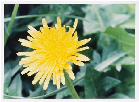 STRUTH THOMAS (1954-) Planze n.371993c-print46x60,5 cmesemplare 5/10firmato,...