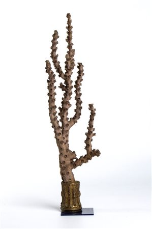  Corallo madreporico - Europa, seconda metà del XIX secolo