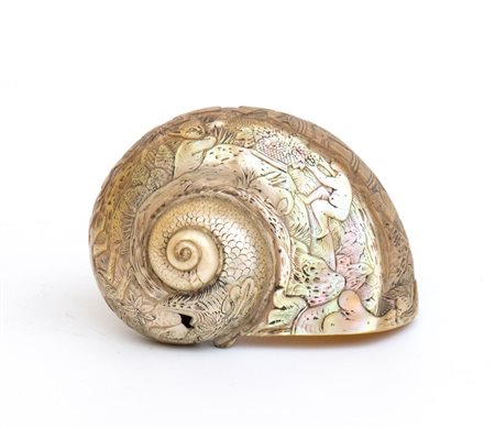 Turbo Shell incisa - probabilmente Asia, XIX secolo