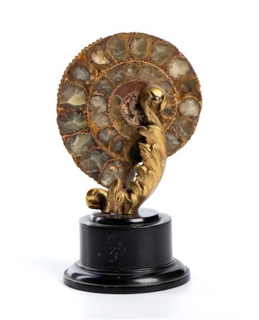  Ammonite fossile - Italia o Francia, fine XIX secolo