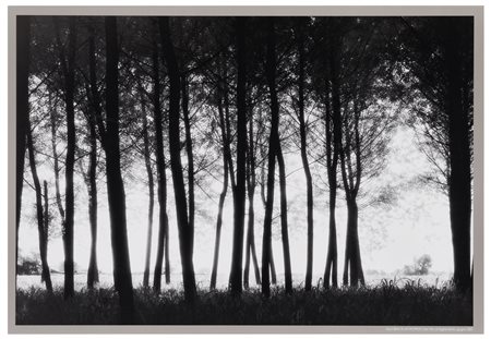 Elio Ciol (1929), da
Alla sera in un pioppeto, San Vito al Tagliamento, giugno 2001