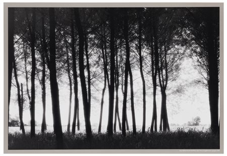 Elio Ciol (1929), da
Alla sera in un pioppeto, San Vito al Tagliamento, giugno 2001