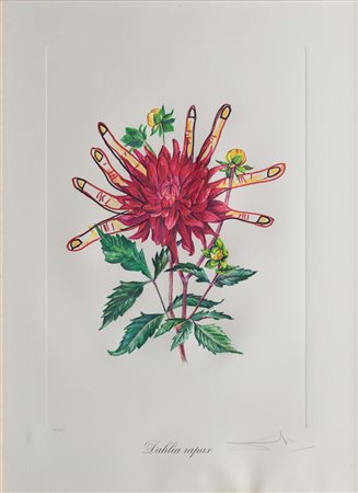 Salvador Dalí (1904 - 1989)
Dahlia Rapax