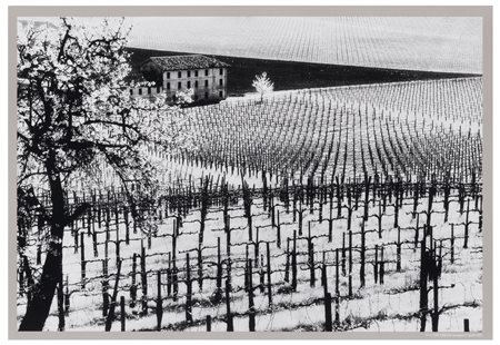 Elio Ciol (1929), da
Viti come disegni, Susegana, aprile 2001