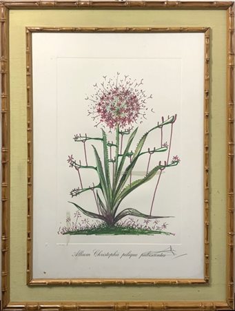 Salvador Dalì "Alliumnchristophi pilique pubescentes" 1972
heliogravure
cm 75x55