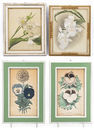 Cartone contenente numerose litografie di diverse misure raffiguranti fiori e s