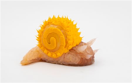 VITTORIO VALENTE (1954) - Lumachina