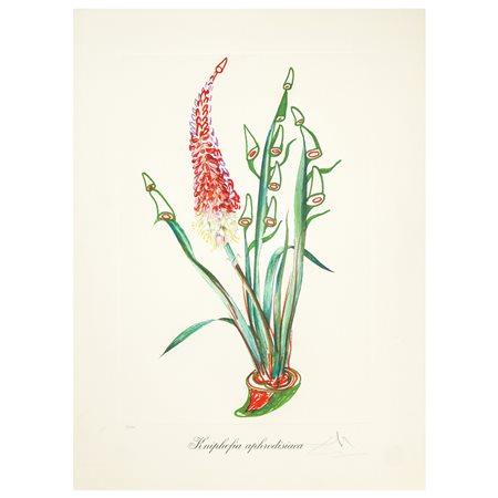 Salvador Dalì (Spanish 1904 - 1989)  - Fiori surrealisti: kniphofia apfrodisiaca