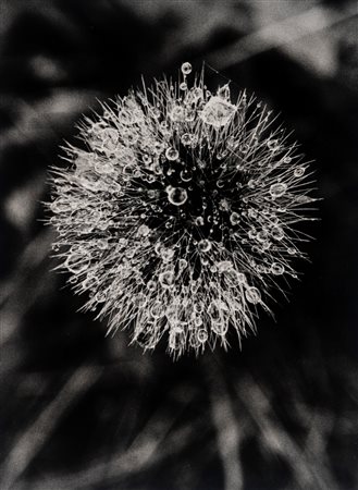 Mario De Biasi (1923 - 2013)  - Gioiello della Natura, 1963