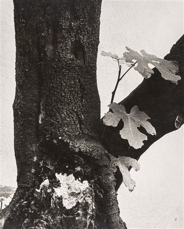 Paolo Monti (1908 - 1982)  - Senza titolo, 1950s/1960s