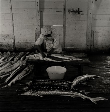 Fulvio Roiter (1926 - 2016)  - Senza titolo (Pescheria), 1950