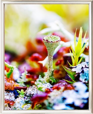 Inna Etuvgi, "Forest Stories", 2024, stampa Gicleè su carta Canson Fine Art,...