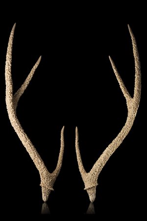 Coppia di corna di cervo ramificate riccamente intagliate e decorate con...