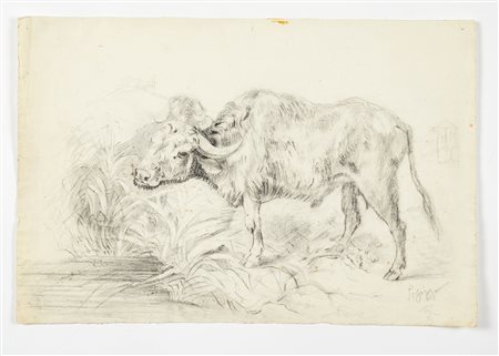  
"Bufalo al pascolo" 
Matita su carta Cm 29x43,5