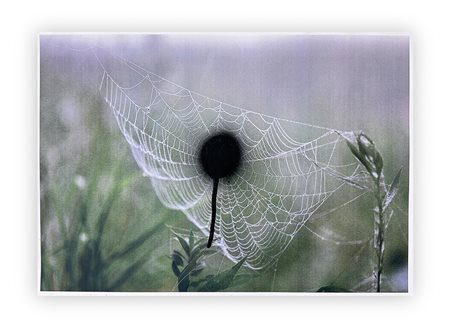 MASSIMO DE LUCA (1960) - Natura, 2025